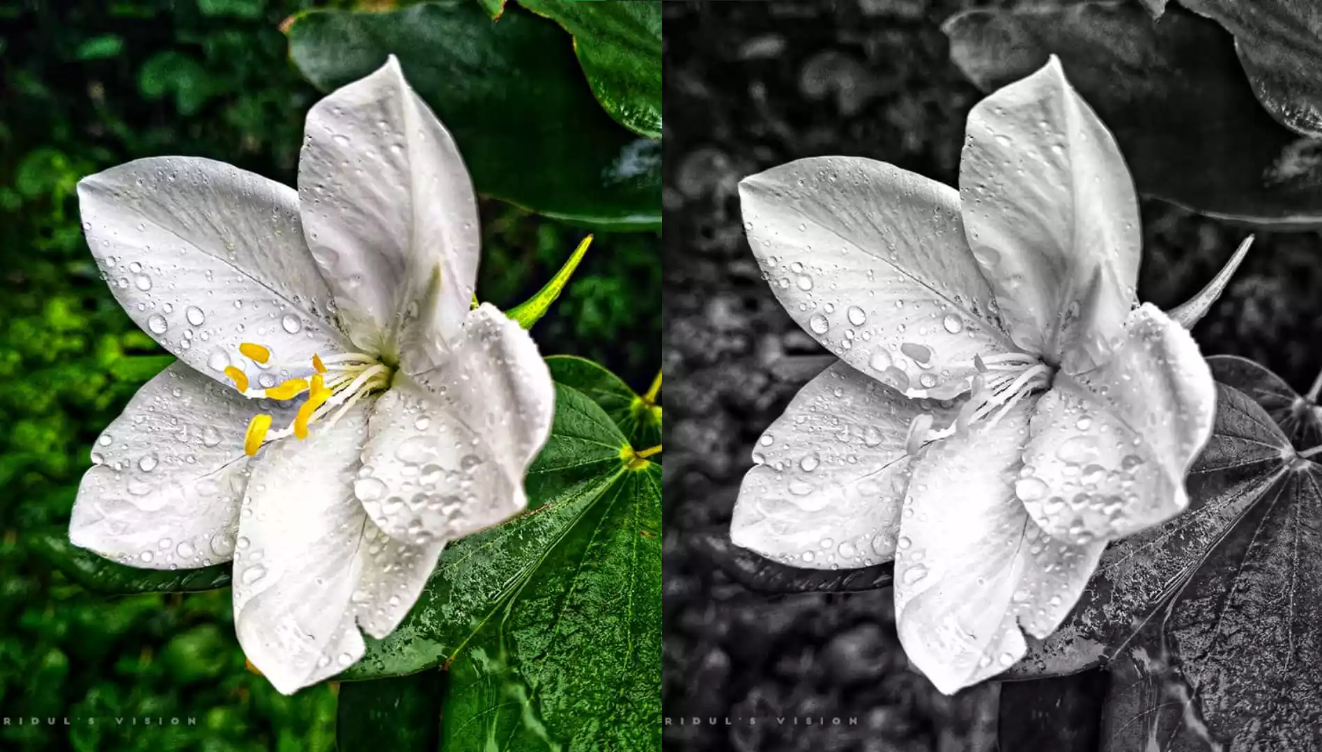 Transform Color to Black & White with HTML and CSS Transform Color to Black & White with HTML and CSS